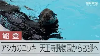 能登から避難していたアシカのユウキ　天王寺動物園から「故郷」へ