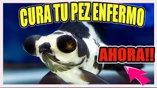 Como CURAR un PEZ lastimado (FACIL Y RAPIDO)💟