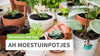 Hoe plant ik AH moestuinpotjes?