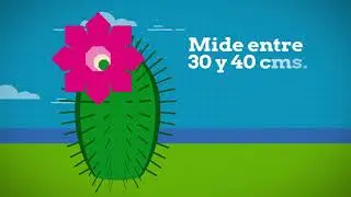 Cactus chilenito (Eriosyce chilensis) - En peligro crítico de extinción