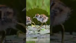 Chicks of Jacana Bird  Wincent   8mvWF #bird #nature #wildlife