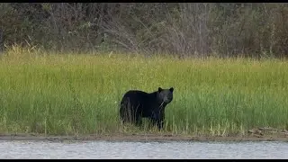 Black bear attacks child in tent on Montana campground