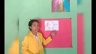 Siklus Hidup Aurelia Sp Dan Obelia Sp (Oleh Rissa M Meta)