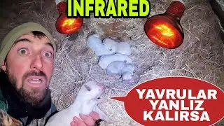 AYKIZ YAVRULARI TERK EDERSE~INFRARED LAMBA BAGLADIK~KEYİFLERİ YERİNDE