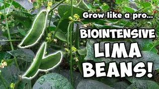 Biointensive Lima Beans: Grow Like a Pro