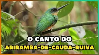 O canto do ARIRAMBA-DE-CAUDA-RUIVA (Galbula ruficauda) | Rufous tailed Jacamar