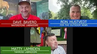 Irish Labrador Field Training with Matty Lambden and Dave Bavero