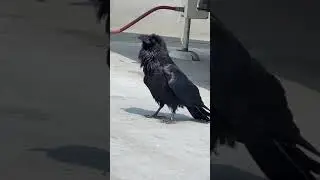 male raven territorial knocking call IMG 2147