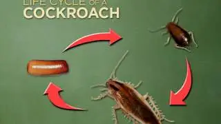 Gentrol IGR Part 1: Roaches- Stop the Cycle of Infestation - Introduction  by Zoecon
