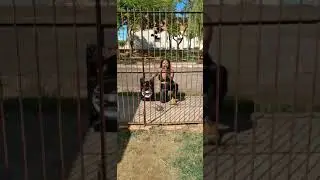 Perdoa ela n&atilde;o vai mais te trair com o seu patr&atilde;o kkk