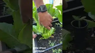 5 Vegetables That Grow in the Dark! 🌑