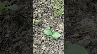Watermelons Sprout in Dill Field