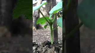 #Interrupted by the sound of a bulldozer, but clean plants