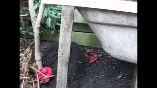 Neko's Urban Homestead: Building A Worm Bin For The Urban Garden