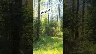 Маскировка в лесу🤫 Часть 4 #military #fake #страйкбол #russia