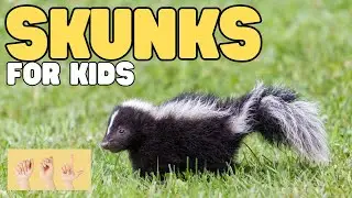 ASL Skunks for Kids
