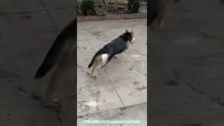 Chuii the #puppy living his best life. I need to buy a #doghouse #pets #dog #mansbestfriend🐶