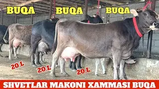 SHVETLAR MAKONI BOLASI BUQA SUTDOR YOSH SIGIRLAR JAXONGIR AKA JANGDA