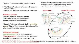 Cranial nerve nuclei 1 #brain #brainanatomy #cranialnerves #medicalstudent#brainstem