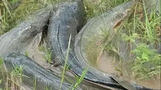 Wow! Amazing children Fishing - How To Catch Fish By Hand In Cambodia - Catch A Lot Of Fish