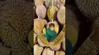 Satisfying Durian Fruit Split #short #edit #viral #capcut #trending #fruit #durian #asahi #treasure