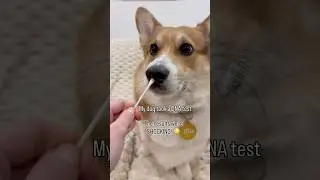 My DOG did a DNA test! The results were SHOCKING 😳😱#corgi #dog