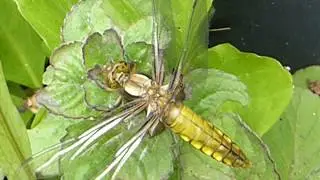 Four spotted Chaser - Derkafluga - Skord&yacute;r - Vatnafluga - R&aacute;nd&yacute;r - Flugur