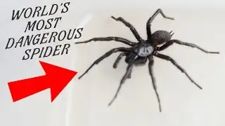 WORLD'S MOST DANGEROUS SPIDER IN MY KITCHEN!!! Ann Reardon