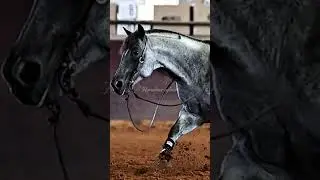 Blue Roan horses 😍 #edit #cuttinghorse #blueroan #horse #equestrian #sub #edittor