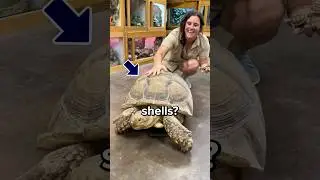 Why do Turtles Actually Have Shells? 🤔 #turtle #shell
