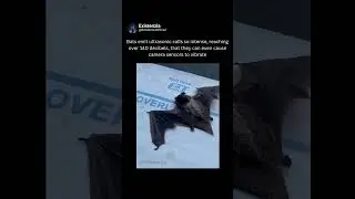 How Bats Use Sound So Intense It Can Shake a Camera