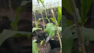greffage en &eacute;cusson