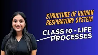 Human Respiration: The Hidden Process Inside You