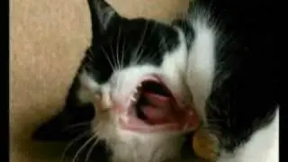 laughing cats