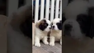 Saint Bernard Puppy&rsquo;s For Sale #stbernard  #dog #puppy #trending #viral #short #shorts