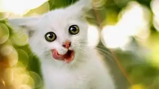 Funny Daily Vines Compilation Cats And Kittens #1