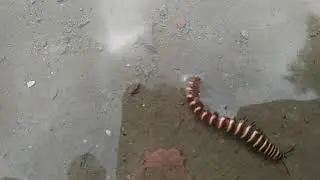 MILLIPEDE LOCOMOTION
