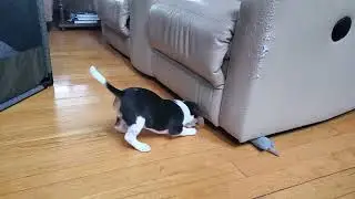 Adorable BEAGLE PUP 'Gracie' is a problem solver!