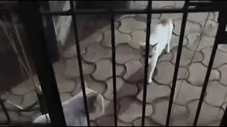 Stray Cat Whisperer 😻 is Live | Peaceful Feeding Time with Mumbai Street Cats 🐾