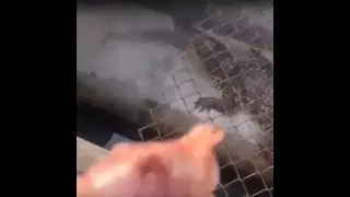 Bullsquid feeding (Half life SFX)