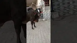 Biggest desi bull short