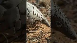 Pangolins: Shy Giants of the Wilderness #shorts #shortvideo #animals