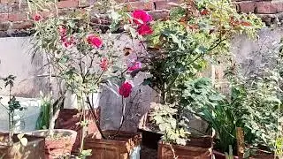 Mummy ka garden part-1.