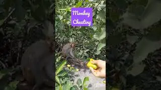 Angry monkey cheating for mangoes😂 #shorts
