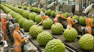 The Secret to Perfect Creaminess: Inside the Robotic Custard Apple Factory