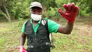 AMENDEMENT DE BANANES PLATINS À KINDUNDU PAR LA SOCIÉTÉ KUTULA MBONGO SERVICE🚜🚜