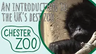 An Introduction to the UK's best Zoo, Chester Zoo