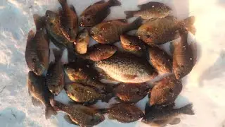 Public Panfish Ice Fishing 2022 - Bluegill, Crappie, and Bass