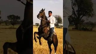 horse running video| | horse race video  | | #shorts #short #animal #horse