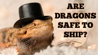 IS IT SAFE TO SHIP BEARDED DRAGONS?